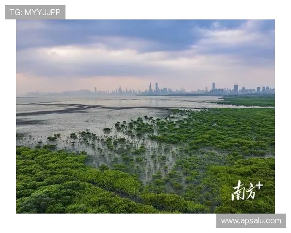 红树林娱乐：在自然保护区中享受多样化的娱乐活动，体验生态旅游的乐趣